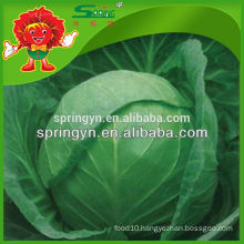 Chinese organic vegetable Fresh green cabbage from new crop